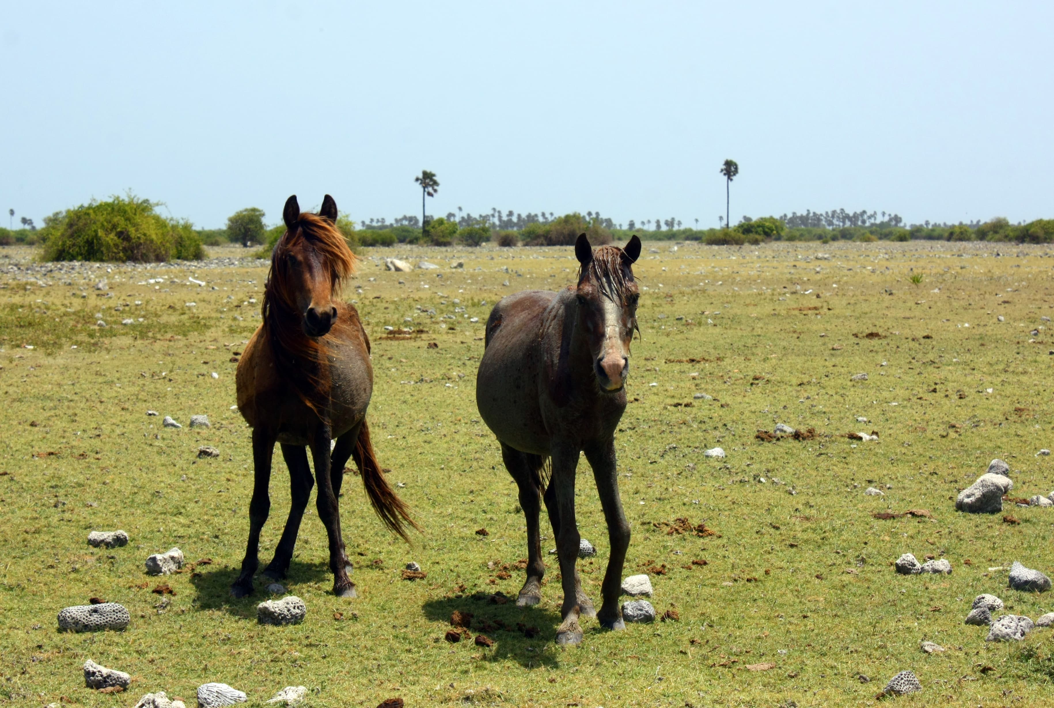 Wild horses on the open plains of Delft Island